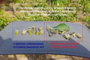 System antyprzymrozkowy AFP w sadzie (fot 5.) - por&oacute;wnanie.