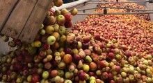 Przetwórnie kupiły 1/3 zakładanej ilości skupu jabłek