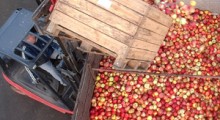 Wycofanie jabłek z rynku – ponad 60% limitu wykorzystane
