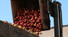Wycofanie jabłek z rynku – ponad 74% limitu wykorzystane