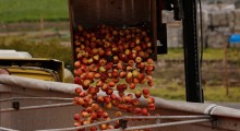 Wycofanie jabłek z rynku – prawie 85% limitu wykorzystane