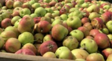 Jabłka z przerywki – pierwsze ceny 2022 