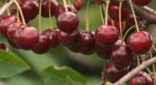 Ceny wiśni na rynkach hurtowych – 20 lipca 2022 r.  