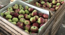 Pierwsze letnie jabłka już w sprzedaży – jakie ceny ?