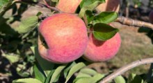 Ceny letnich odmian jabłek na rynkach hurtowych – 28 lipca 2022 r. 