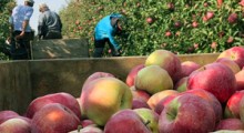 Brak pracowników do zbioru owoców – czy będzie zmiana przepisów ? 