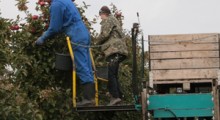 MRiPS nie uwzględniło obywateli Uzbekistanu do pracy w sadownictwie 