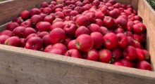 Ceny jabłek na rynkach hurtowych – 8 września 2022 r.