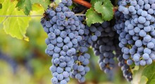 Wino z winogron pozyskanych z upraw winorośli położonych na terytorium RP