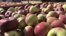 WAPA: Zbiory jabłek w UE w 2022 roku będą niższe niż przewidywano 