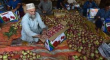 Zbiory jabłek 2022 w Indiach [foto]