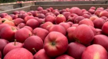 Ceny jabłek na rynkach hurtowych – 20 września 2022 r.