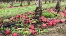 ZSRP: APELUJEMY o wstrzymanie dowozu jabłek na skupy i do przetwórni! 