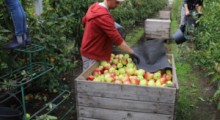 Nie ma komu zbierać jabłek. Sadownicy podbierają sobie pracowników 