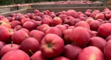 GUS: Zbierzemy ponad 4,2 mln ton jabłek 