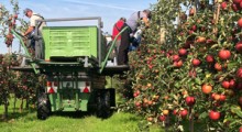 Wypadek podczas zbioru jabłek. Z platformy spadły trzy osoby