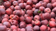 Ceny jabłek deserowych. Ile powinien otrzymać sadownik ?