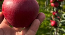 Nowa odmian jabłoni: Tabum czyli Ligol x Elstar