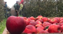 Dzieci i emeryci pomagają w zbiorach jabłek…