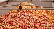 Raport KE: Ile polskich jabłek trafi do przetwórstwa ? 