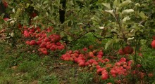 Francuscy sadownicy nie zbierają jabłek przemysłowych  