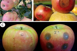  Objawy gorzkiej zgnilizny jabłek wywołane przez Colletotrichum chrysophilum w Hiszpanii: A.
jabłka z początkowymi objawami porażenia; B. późniejsze objawy porażenia jabłek; C. jabłko 
sztucznie inokulowane przez grzyba (po prawej) w porównaniu z jabłkiem kontrolnym (po  lewej). 
