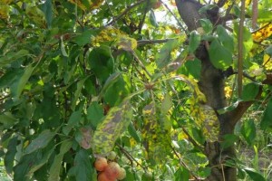  Objawy wywołane przez Colletotrichum chrysophilum na jabłoniach: chlorotyczne plamy na liściach.