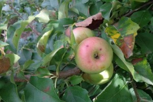  Objawy wywołane przez Colletotrichum chrysophilum na jabłoniach: drobne plamy na owocach (po prawej)