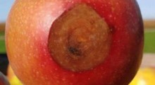 Colletotrichum chrysophilum – nowy sprawca gorzkiej zgnilizny jabłek 