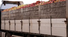 Sadownicy wywożą jabłka przemysłowe na Węgry 