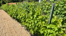 Informacja dla plantatorów winorośli - złóż deklaracje