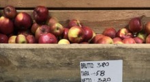 Jabłka ze skrzyniopalet w marketach – ocena jakości...