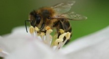 Szczepionka chroniąca pszczoły przed zgnilcem amerykańskim ! 