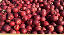 Niemieckich sadowników martwią polskie jabłka 