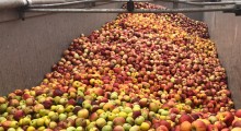 Ceny jabłek przemysłowych – 3 tydzień 2023 roku