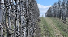 Gdzie w Polsce rośnie najwięcej sadów sokowych ?
