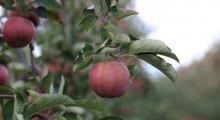 Czescy sadownicy likwidują sady jabłoniowe. Winne polskie jabłka…