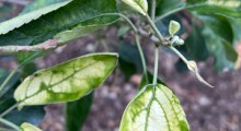 Plamistość liści jabłoni - przyczyny i rozwiązania