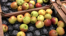 Brytyjskie supermarkety wprowadzają limity na zakup owoców  