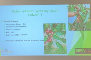  Dobór odmian czereśni: wczesny sezon - tydzień 1