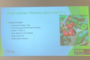  Dobór odmian czereśni: wczesny sezon - tydzień 2