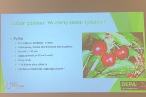  Dobór odmian czereśni: wczesny sezon - tydzień 3