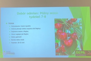  Dobór odmian czereśni: późny sezon - tydzień 7-8