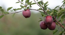 Nad jabłkowym biznesem zawisły czarne chmury