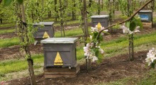 Wsparcie dla pszczelarzy – szczegóły pomocy 