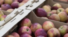 Nic nie zastąpi rynku egipskiego polskim jabłkom