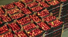 Ceny jabłek eksportowych w górę