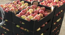 Jakie ceny za jabłka otrzymywali sadownicy w 14 tyg. 2023 roku ?