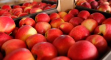 Kazachstan i Białoruś największymi importerami jabłek w kwietniu 