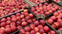 Ceny jabłek deserowych w UE – maj 2023 (tylko nie w Polsce !!!)